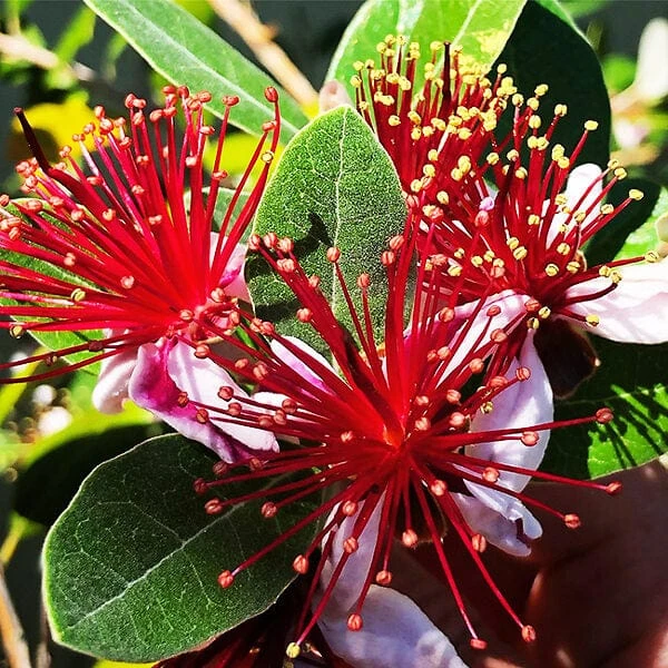 Waingaroâ„¢ Guava