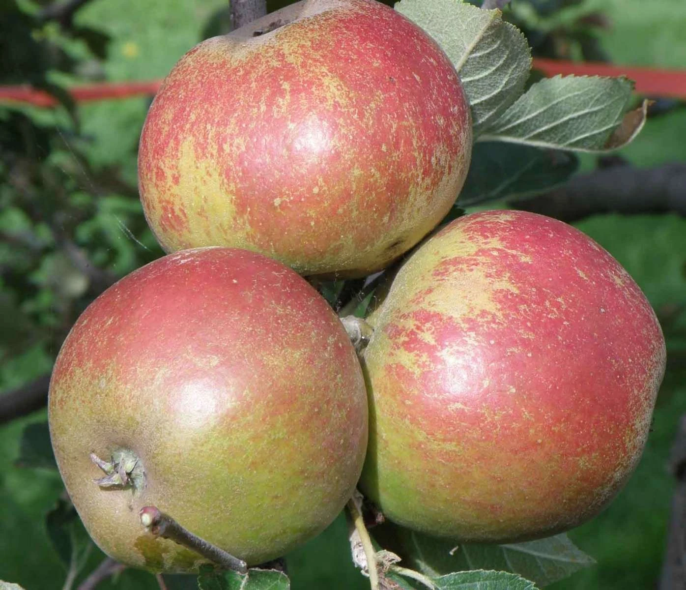 Karmijn De Sonnaville Apple - Image 2