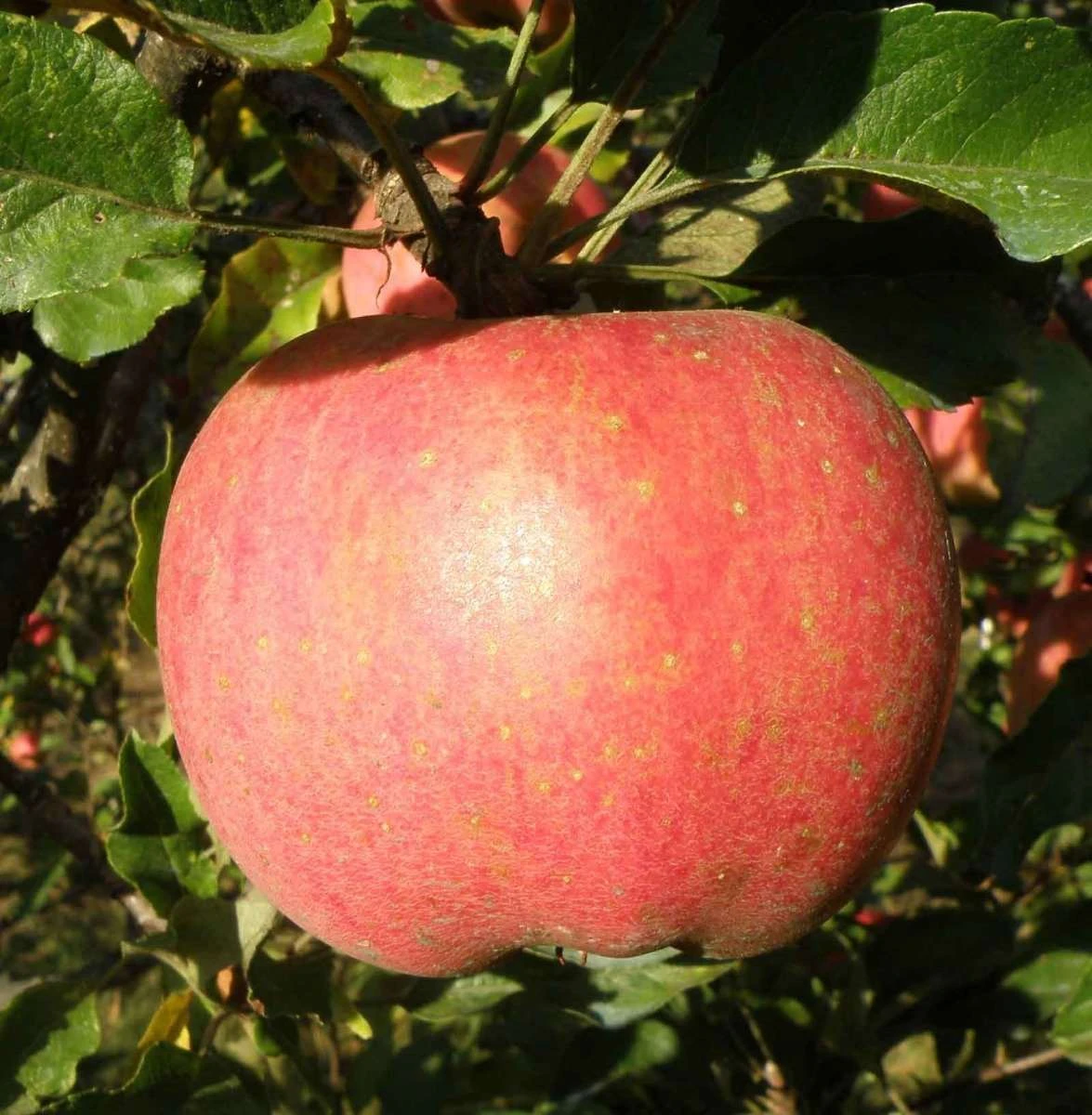Melrose Apple - Image 3