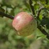 Bardsey Apple