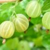Pixwell Gooseberry