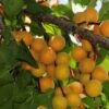 Hunza Apricot