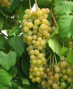Marquis Seedless Grape