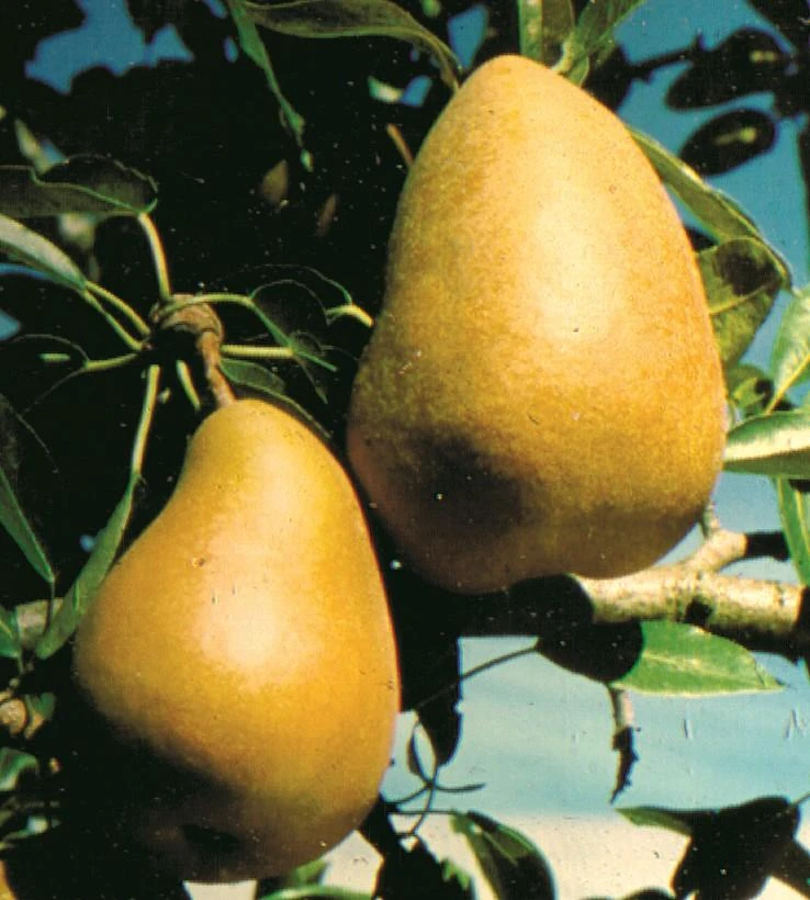 Highland European Pear