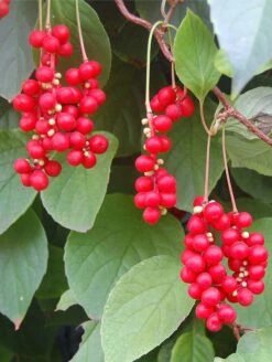 Eastern Prince ™ Magnolia Vine