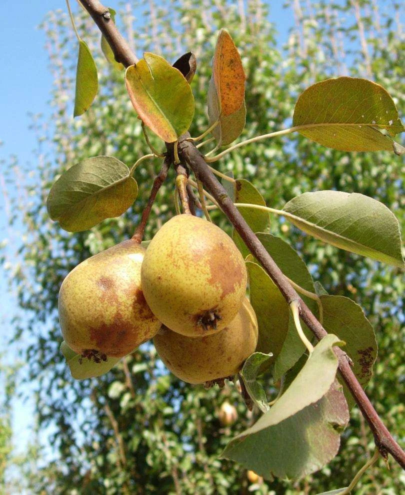 Theilersbirne European Perry Pear