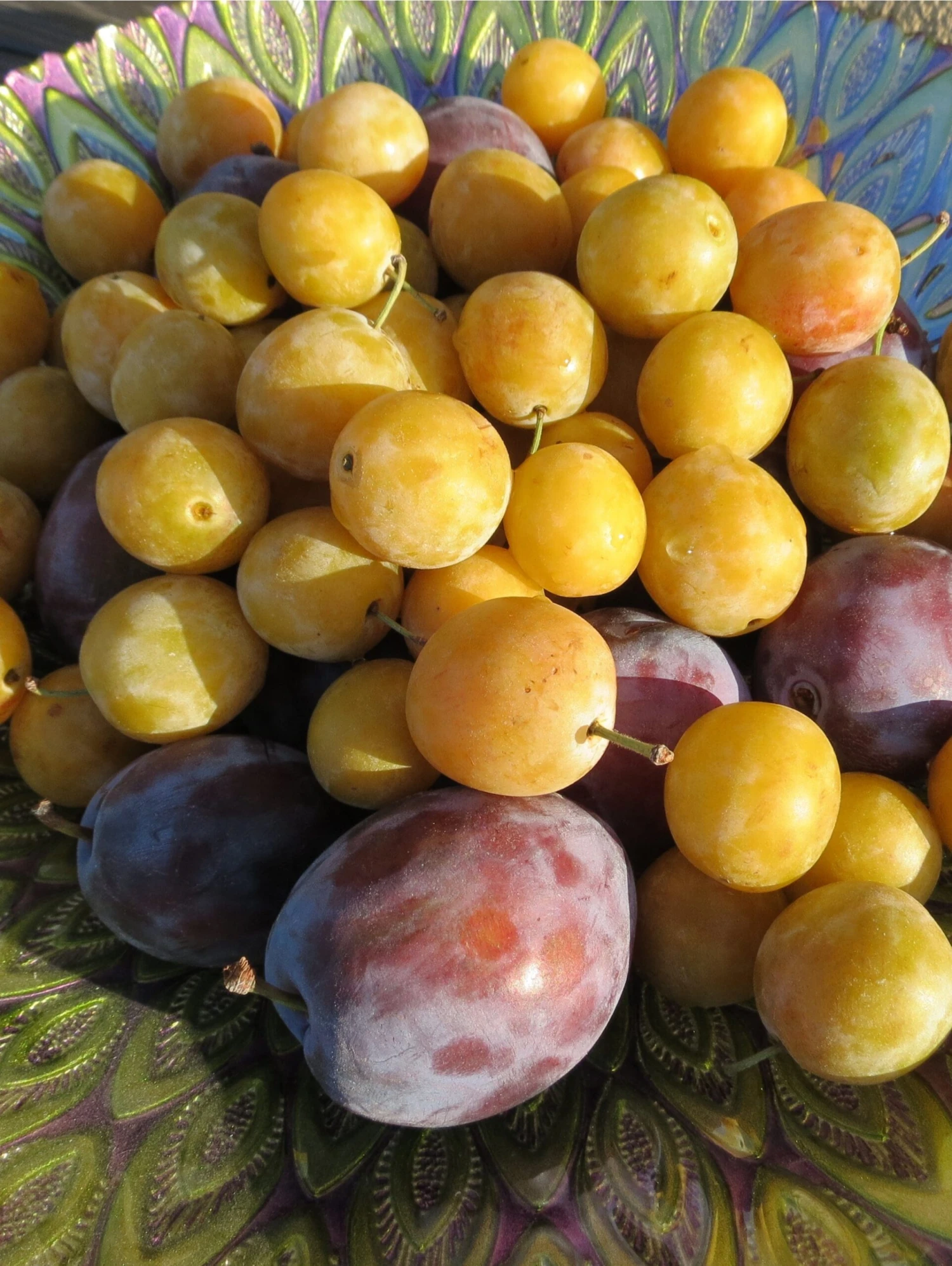 Mirabelle De Nancy European Plum - Image 2