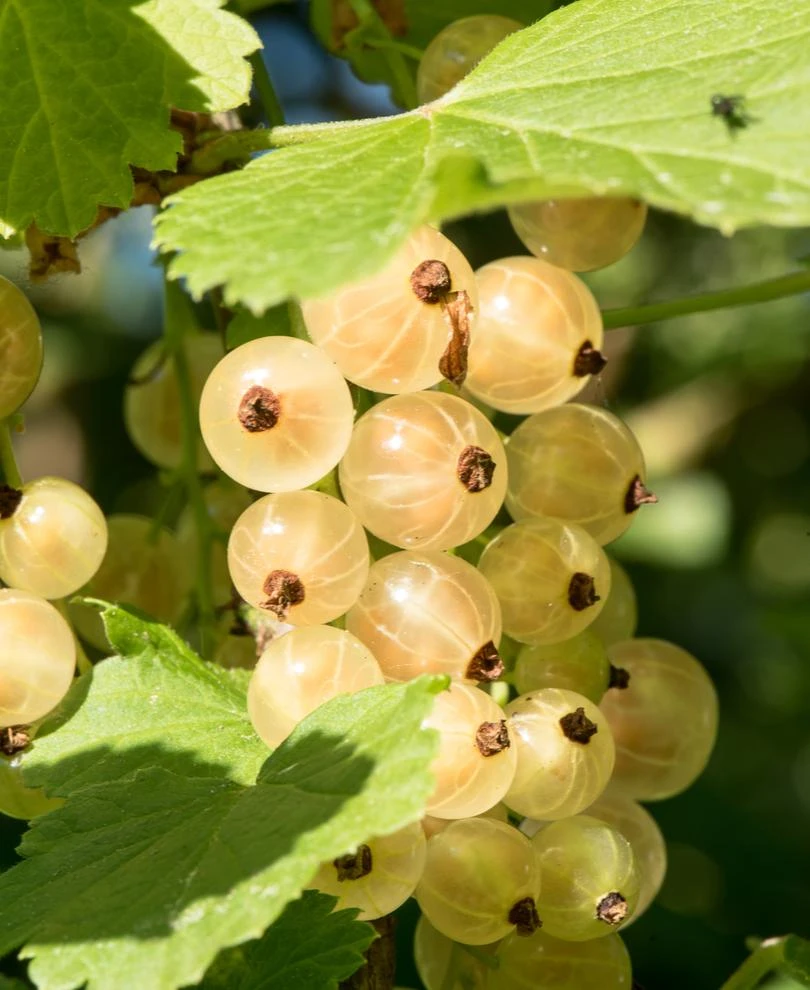 Primus White Currant