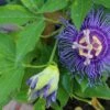 Passiflora Maypop