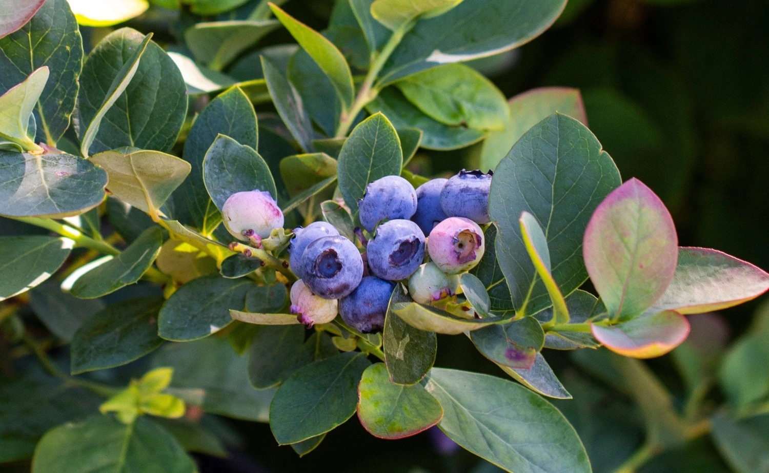 Bushel And Berry® Silver Dollar® Blueberry